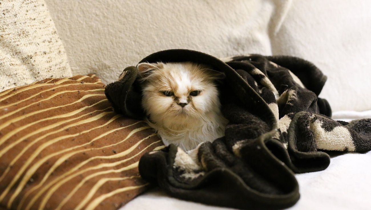 貓咪感冒